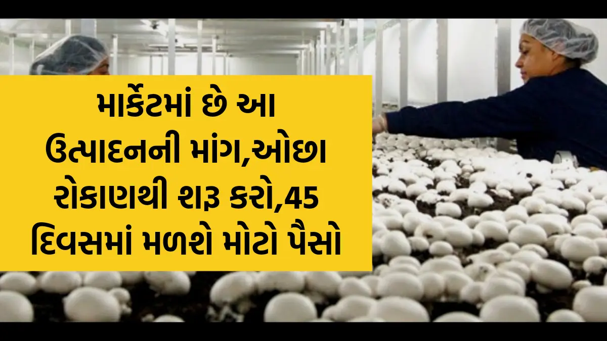 Business Idea 2024 : માર્કેટમાં છે આ ઉત્પાદનની માંગ,ઓછા રોકાણથી શરૂ કરો,45 દિવસમાં મળશે મોટો પૈસો